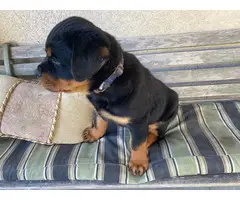 9 weeks old AKC Rottweiler puppy for sale - 2
