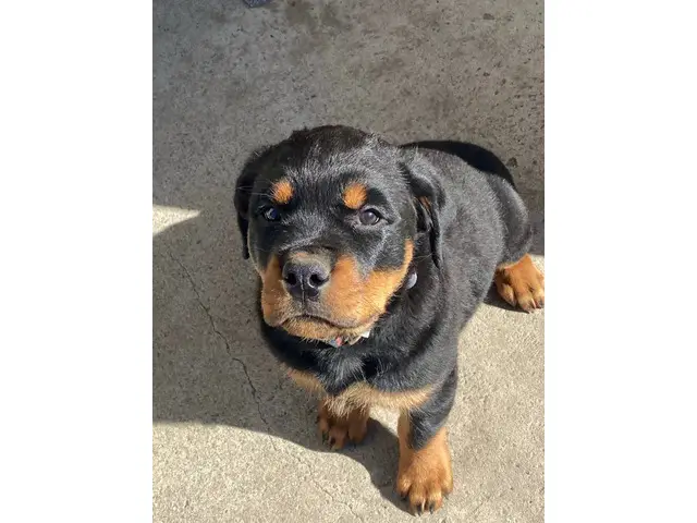 9 weeks old AKC Rottweiler puppy for sale - 4/7