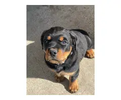 9 weeks old AKC Rottweiler puppy for sale - 4