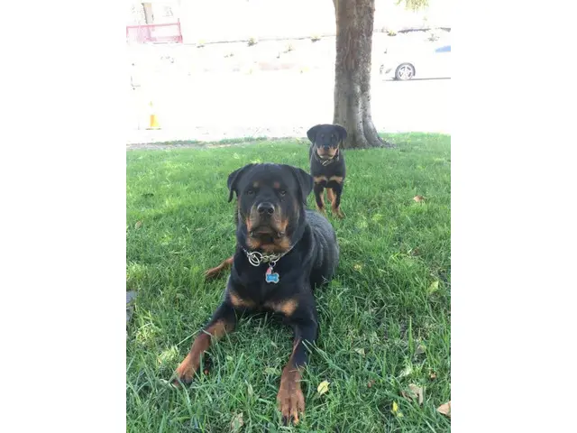 9 weeks old AKC Rottweiler puppy for sale - 5/7