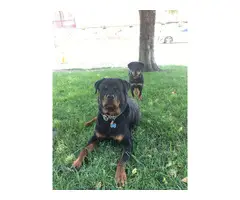 9 weeks old AKC Rottweiler puppy for sale - 5