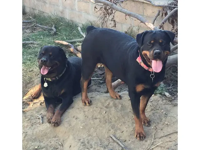 9 weeks old AKC Rottweiler puppy for sale - 6/7