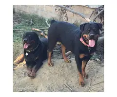 9 weeks old AKC Rottweiler puppy for sale - 6