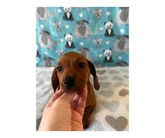 Sweet Little Dachshund Puppies - 1