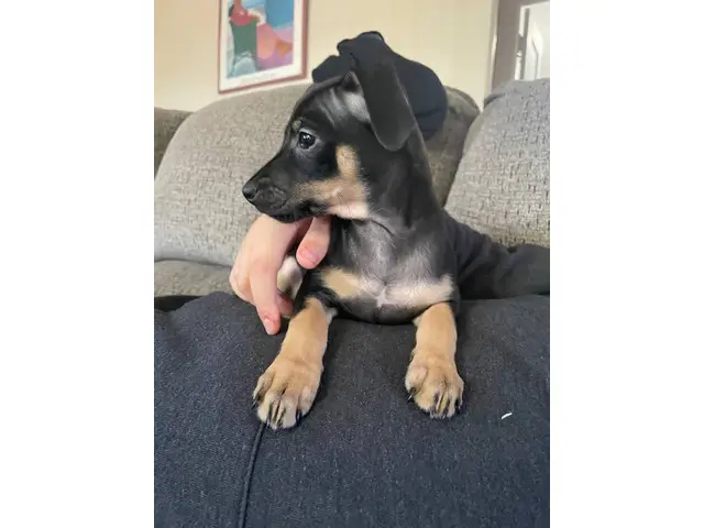 Beautiful Manchester Terrier puppy