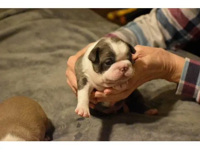 Blue and seal coat Boston Terrier puppies - 2/6
