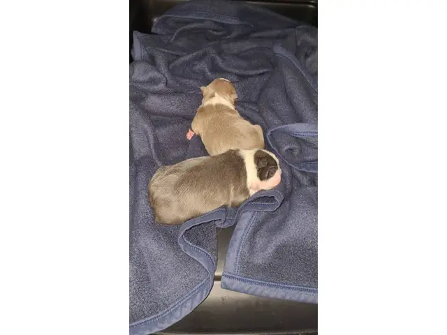 Blue and seal coat Boston Terrier puppies - 4/6