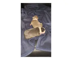 Blue and seal coat Boston Terrier puppies - 4
