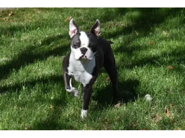 Blue and seal coat Boston Terrier puppies - 5/6