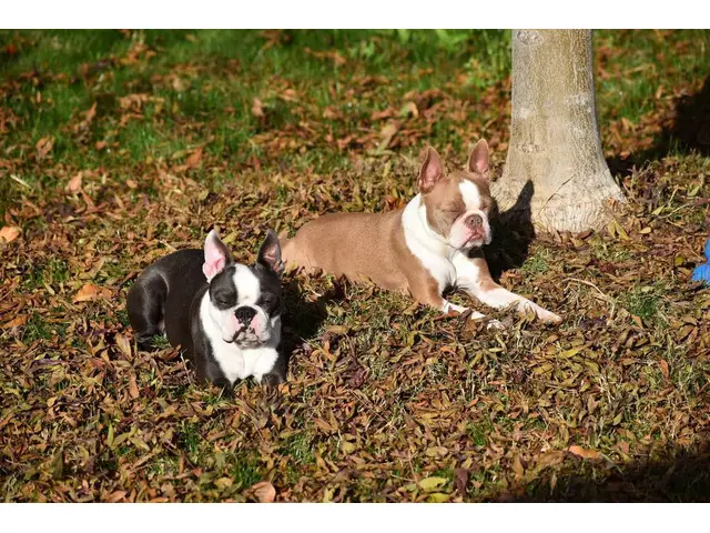 Blue and seal coat Boston Terrier puppies - 6/6