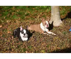 Blue and seal coat Boston Terrier puppies - 6