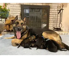 5 purebred German Shepherd puppies - 7