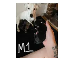 4 male and 3 female Jack Russell puppies - 2