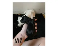 4 male and 3 female Jack Russell puppies - 3