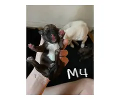 4 male and 3 female Jack Russell puppies - 7