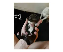 4 male and 3 female Jack Russell puppies - 13