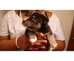 Blue Eyed Pomsky Puppy