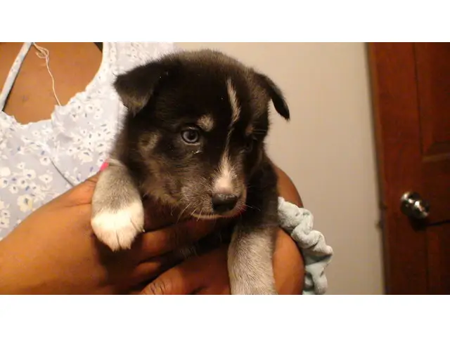 Blue Eyed Pomsky Puppy - 2/6