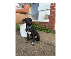 6 Pit bull puppies in search of excellent homes - 3