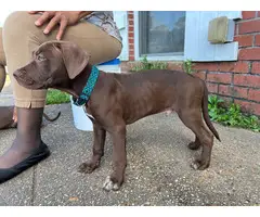 6 Pit bull puppies in search of excellent homes - 5