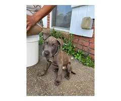 6 Pit bull puppies in search of excellent homes - 11