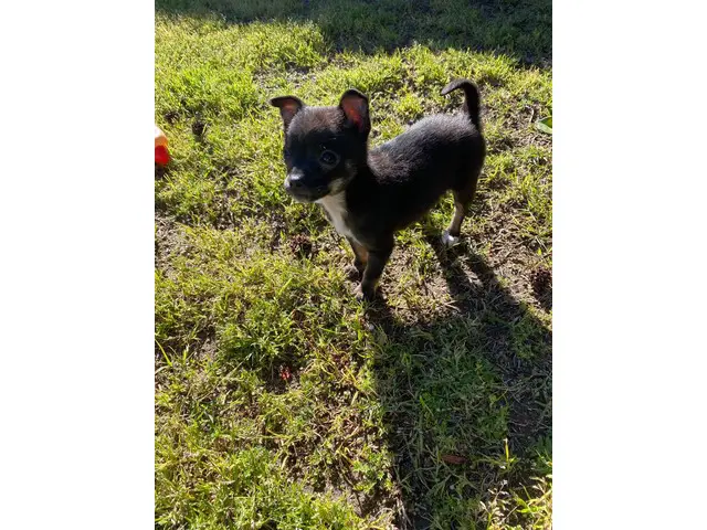 10 weeks old Male Chihuahua - 4/7