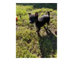 10 weeks old Male Chihuahua - 4