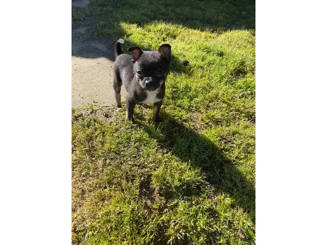10 weeks old Male Chihuahua - 6/7