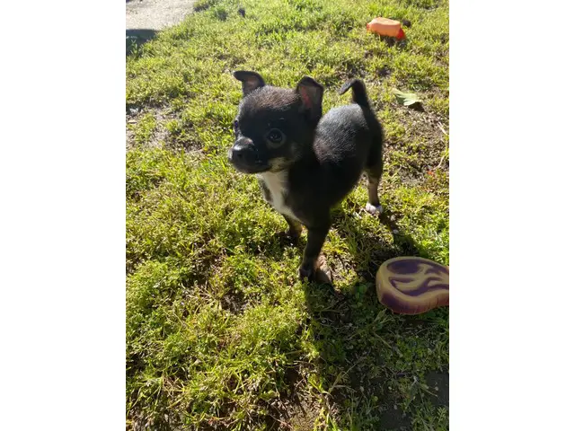 10 weeks old Male Chihuahua - 7/7