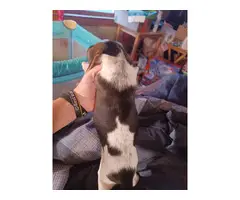 4 Beautiful Beagle puppies - 3