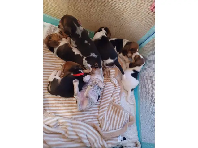 4 Beautiful Beagle puppies - 6/6