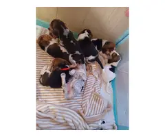 4 Beautiful Beagle puppies - 6