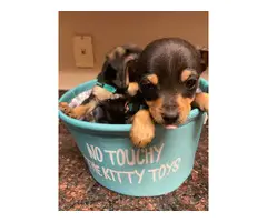 Toy Size Malchi Puppies