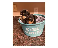 Toy Size Malchi Puppies - 2