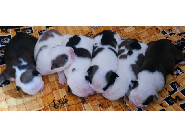 Beautiful tri and quad color English Bulldog puppies for sale - 2/14