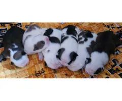 Beautiful tri and quad color English Bulldog puppies for sale - 2