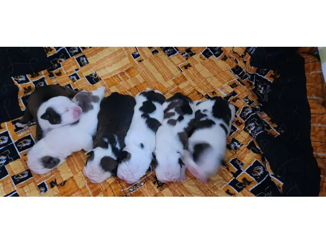 Beautiful tri and quad color English Bulldog puppies for sale - 3/14