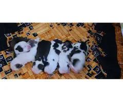 Beautiful tri and quad color English Bulldog puppies for sale - 3