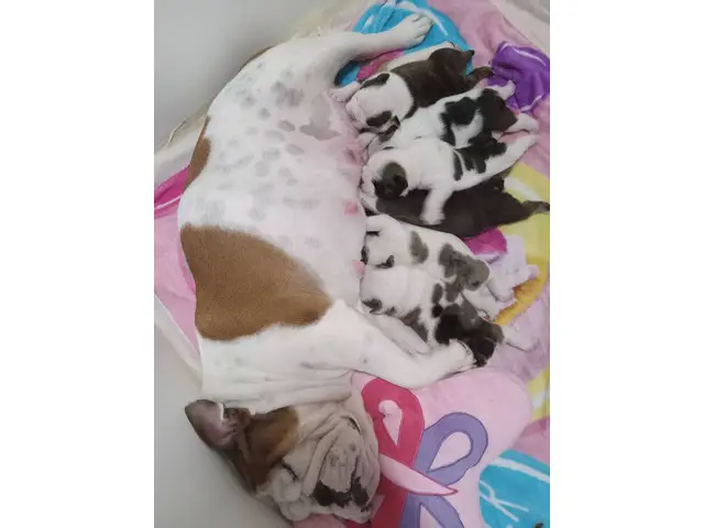 Beautiful tri and quad color English Bulldog puppies for sale - 8/14