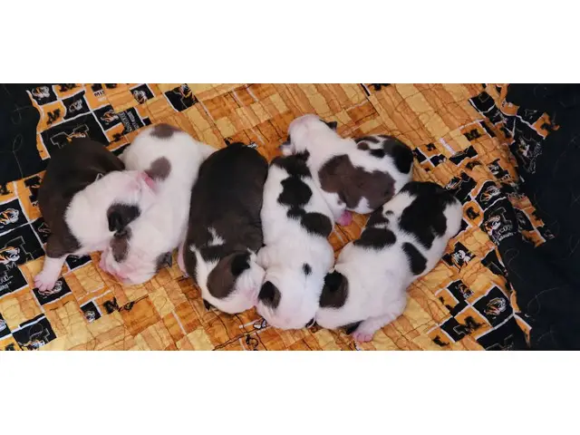 Beautiful tri and quad color English Bulldog puppies for sale - 10/14
