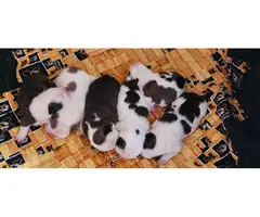 Beautiful tri and quad color English Bulldog puppies for sale - 10