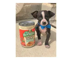 10-week-old Chihuahua boy puppy - 1