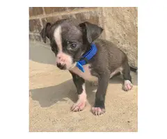 10-week-old Chihuahua boy puppy - 2