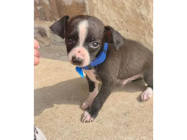 10-week-old Chihuahua boy puppy - 3/4