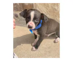 10-week-old Chihuahua boy puppy - 3