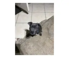 6 months old grey Pitbull puppy