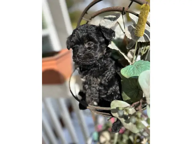 Cuddly Aussiedoodle puppies for sale - 1/3