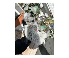Cuddly Aussiedoodle puppies for sale - 2