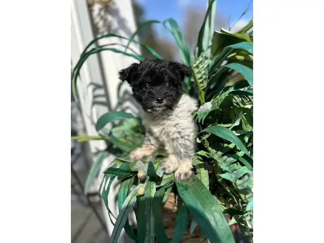 Cuddly Aussiedoodle puppies for sale - 3/3