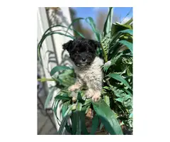 Cuddly Aussiedoodle puppies for sale - 3